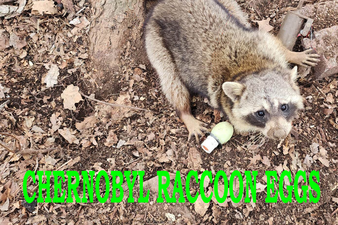  Raccoon Coon Bait Lure for DP Dog Proof Traps and Live Traps :  Patio, Lawn & Garden